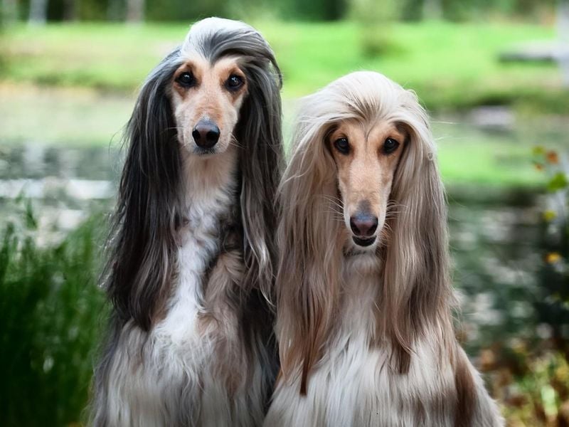 Afghan Hound: The Royal Enchantress