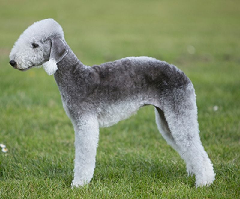 Bedlington Terrier – Looks like a lamb, acts like a terrier