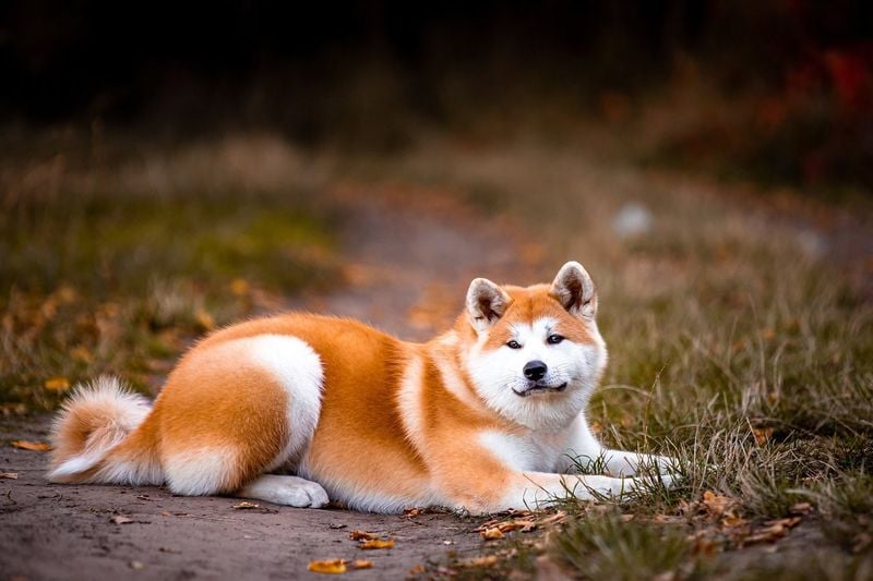 Akita Inu: Japan's Fearless Mountain Dog