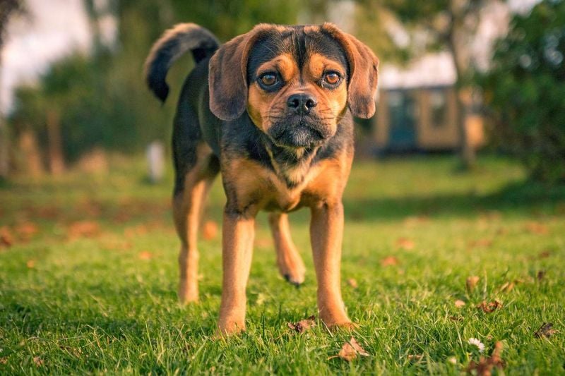 Puggle