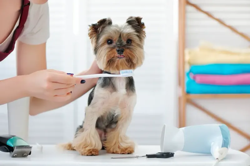Yorkshire Terrier