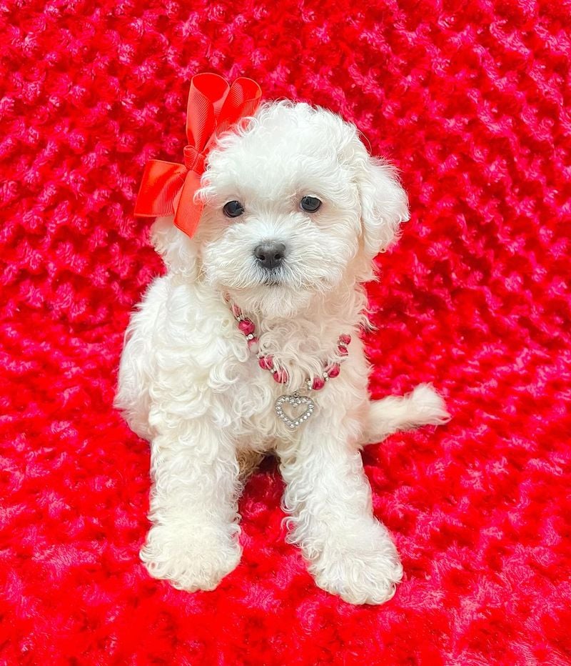 Bichon Frise