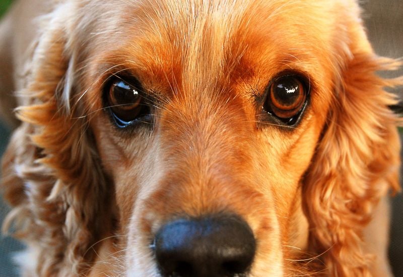 Those Soulful Eyes Tell a Story