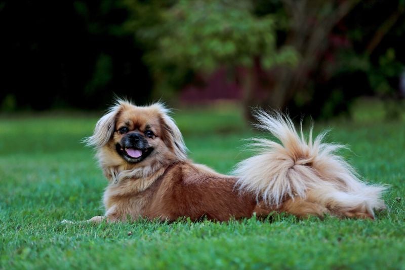 Tibetan Spaniel
