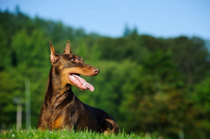 Doberman Pinscher