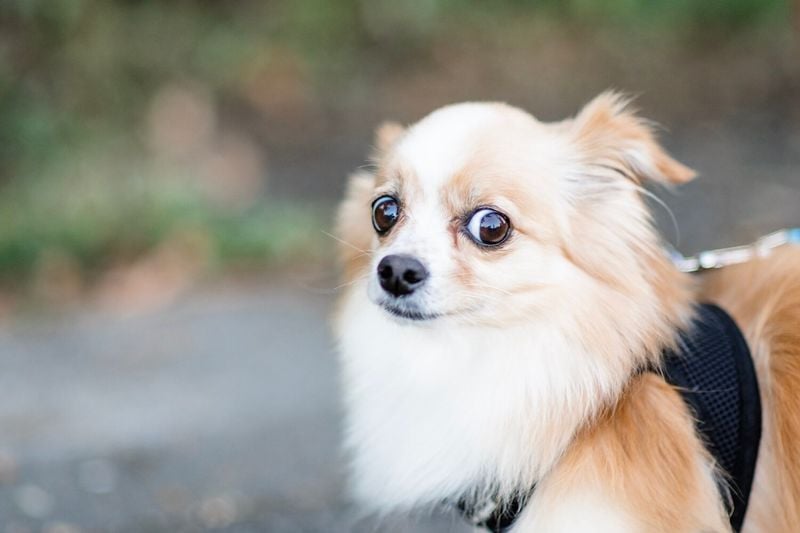 Forcing Interactions With Other Dogs or People