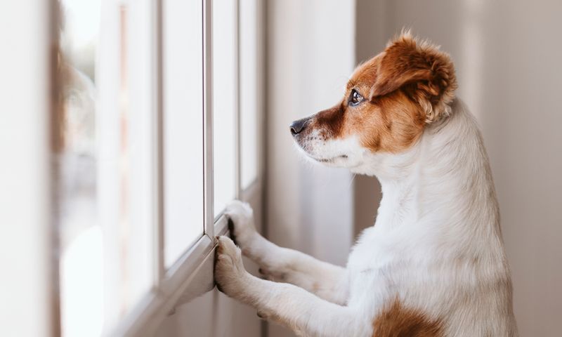 Separation Anxiety: When Being Alone Feels Scary