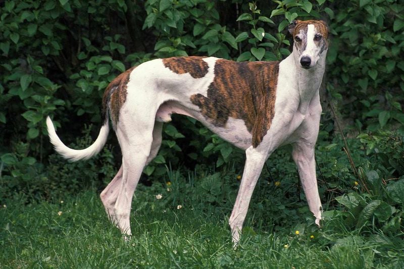 Greyhound