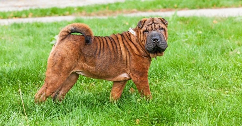 Shar Pei: The Wrinkled Warrior
