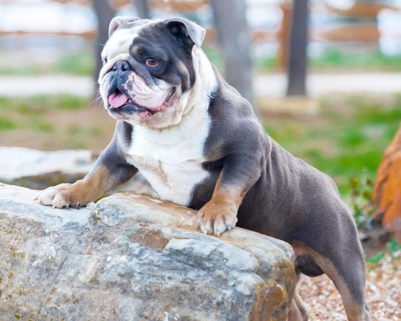 English Bulldog (Athletic Lines)