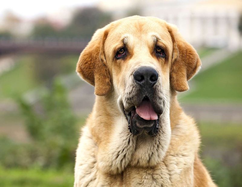 Spanish Mastiff