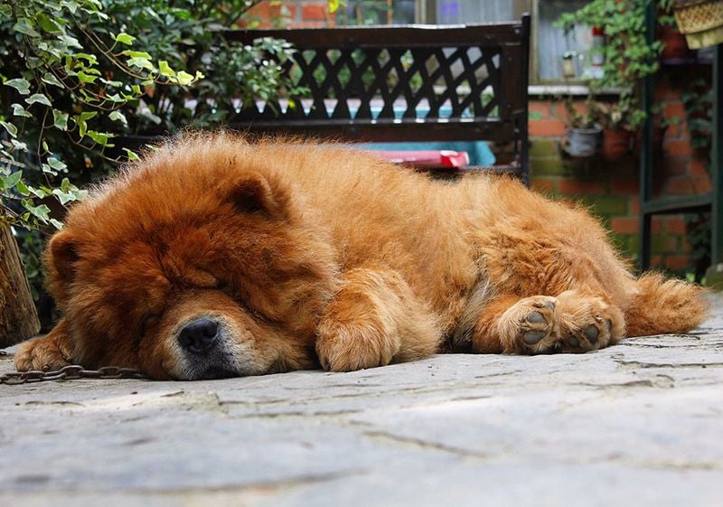 Chow Chow