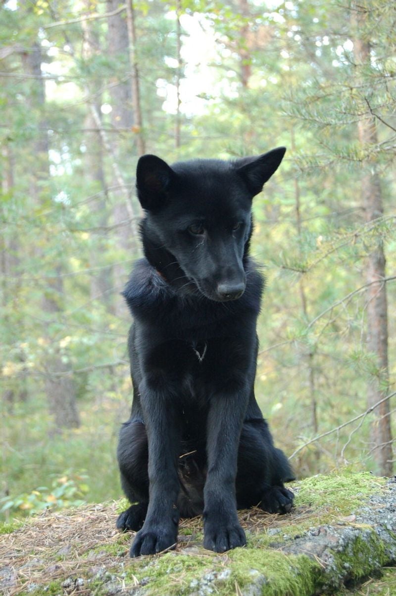 Black Norwegian Elkhound