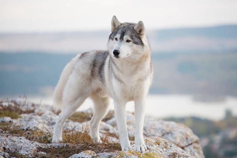 Siberian Huskies