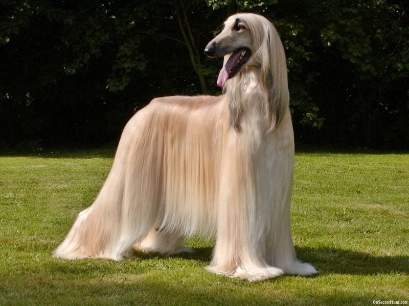 Afghan Hound: The Royal Challenger