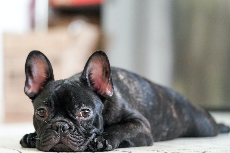 French Bulldog: The Bat-Eared Charmer