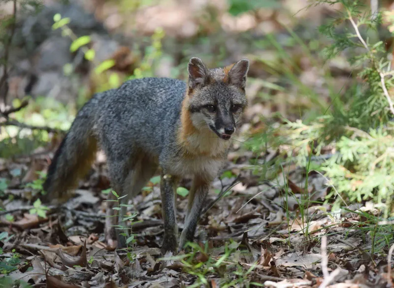 Yucatán Gray Fox