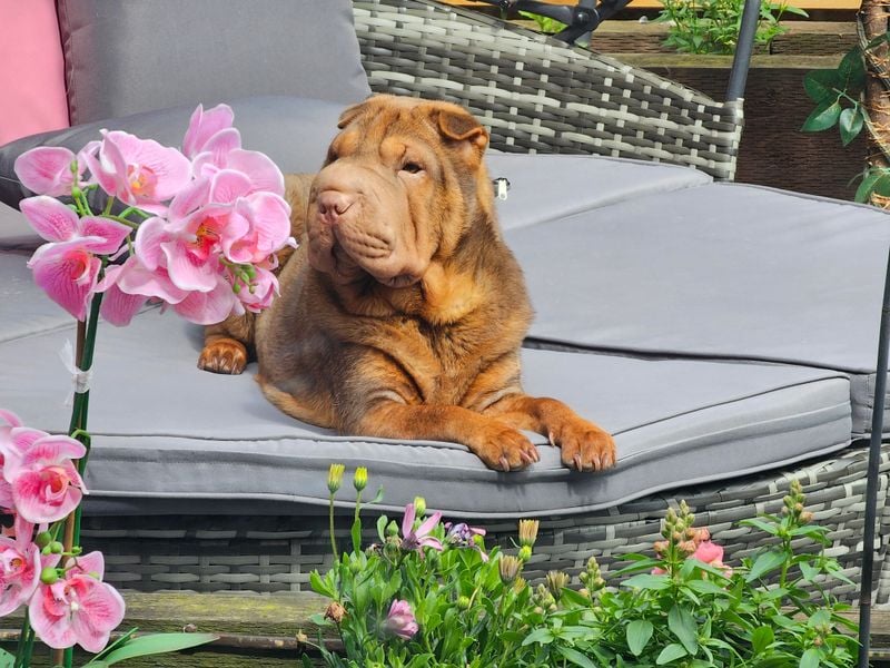 Shar Pei