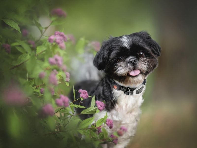 Shih Tzu