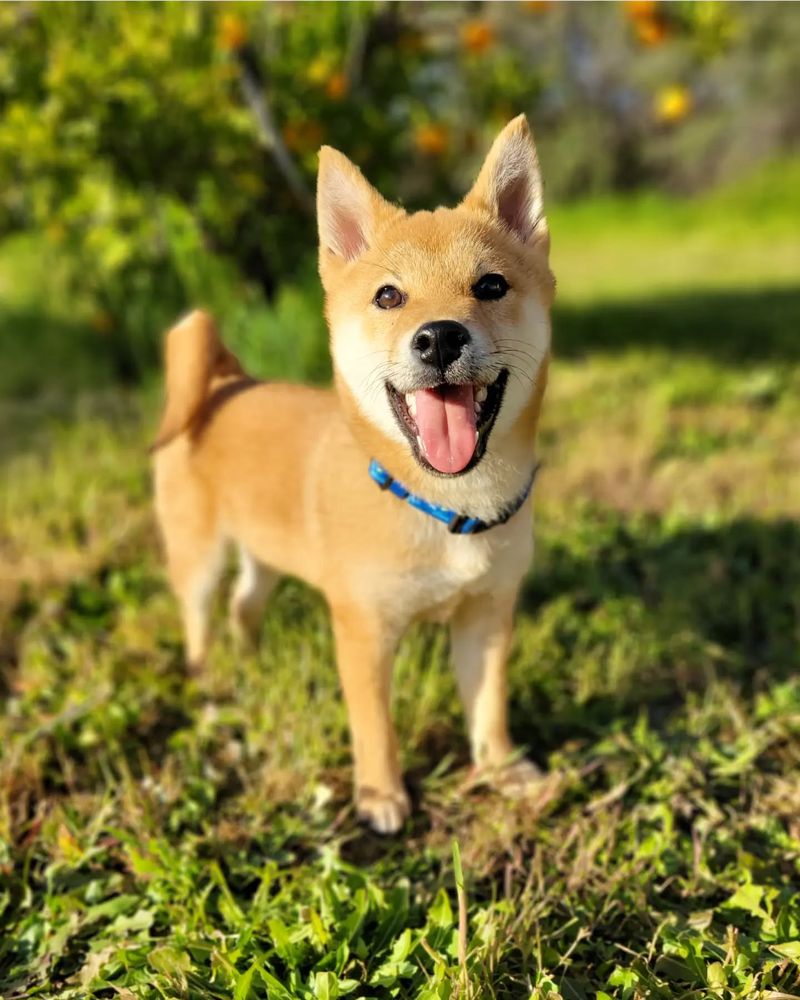 Shiba Inu: The Feline-Like Canine
