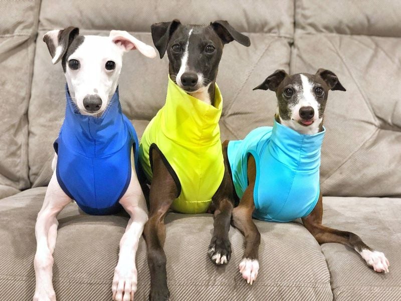 Sleek Greyhounds Lack Natural Insulation Against Heat