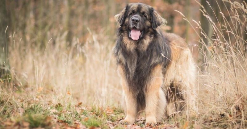 Leonberger