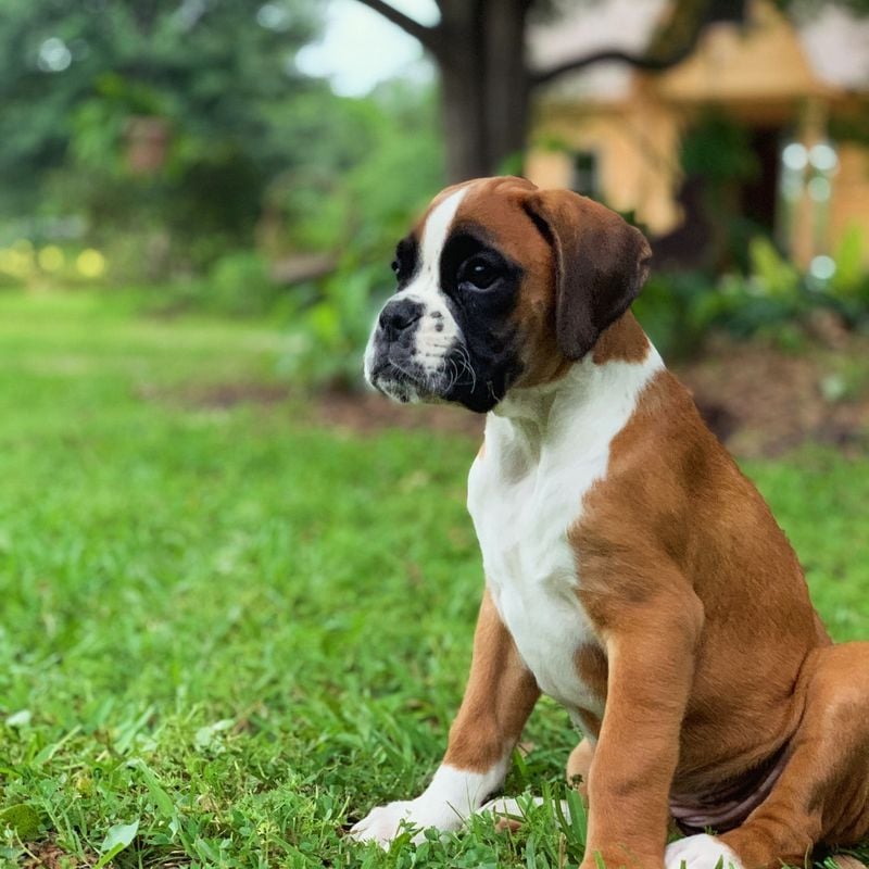 Boxers
