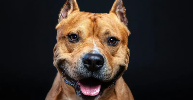 American Staffordshire Terrier: The 7 Pros and 7 Cons Every Owner Should Know