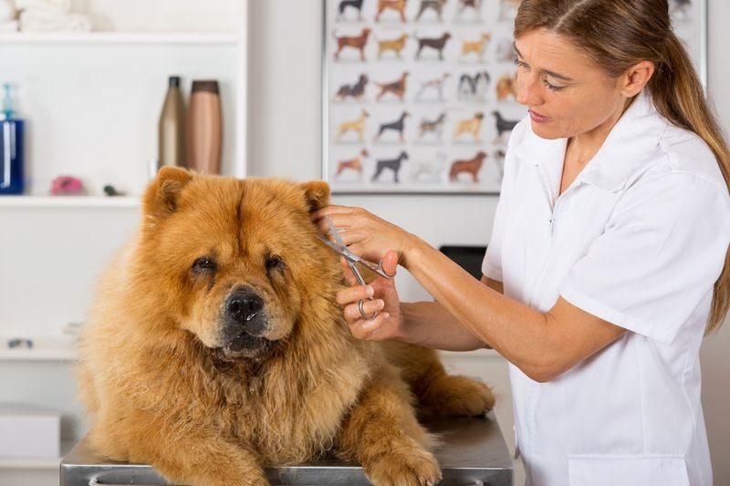 Chow Chow