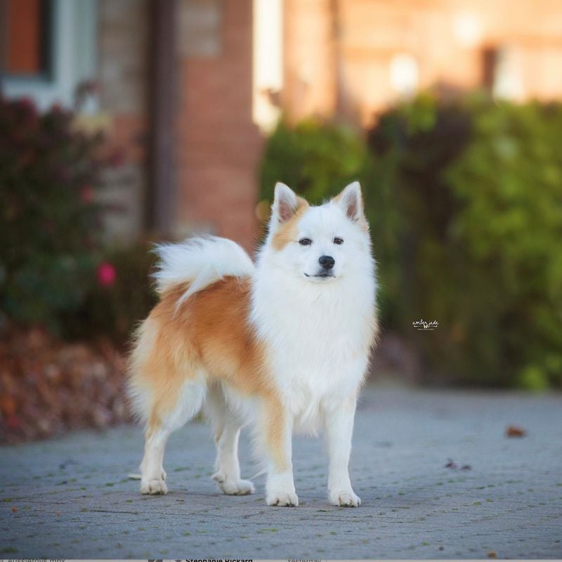 Icelandic Sheepdog: The Viking's Fluffy Companion