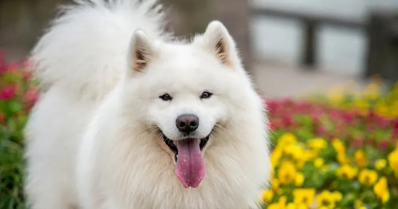 Samoyed