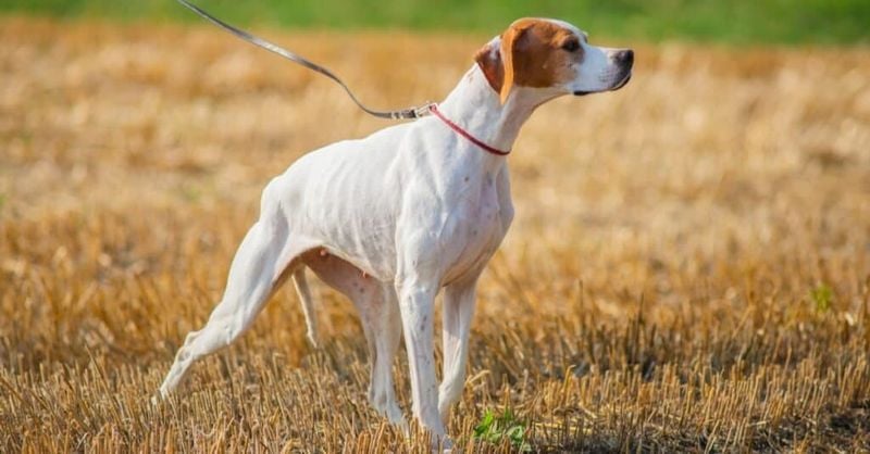 English Pointer: The Classic Bird Finder