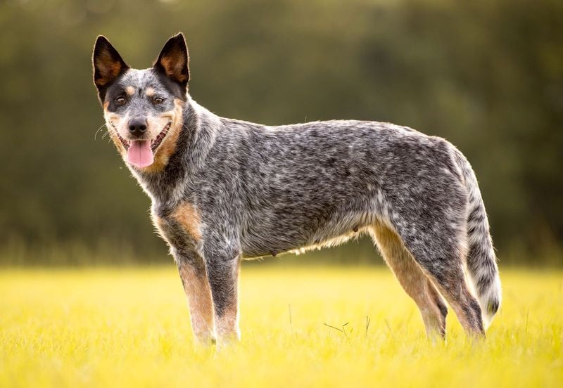 Australian Cattle Dogs