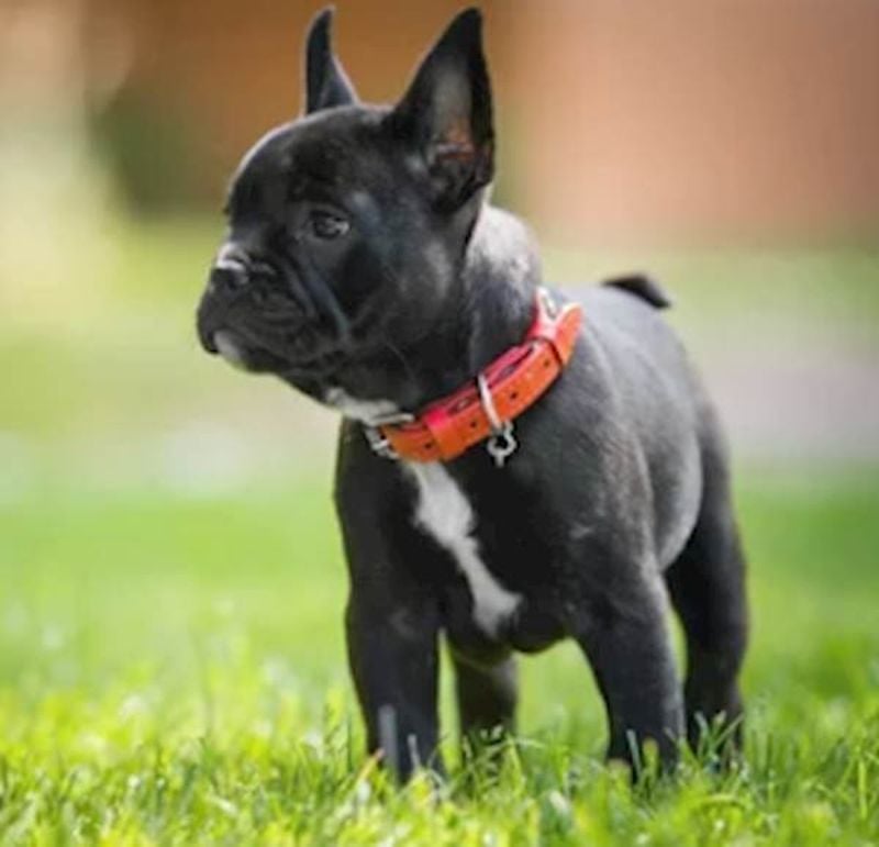 French Bulldog: Radar Ears in Compact Form