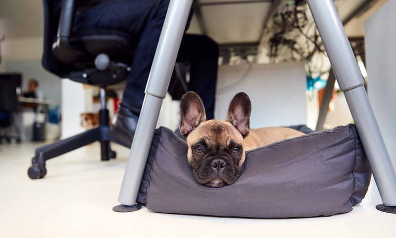 Stress Melts Away When Paws Are Present