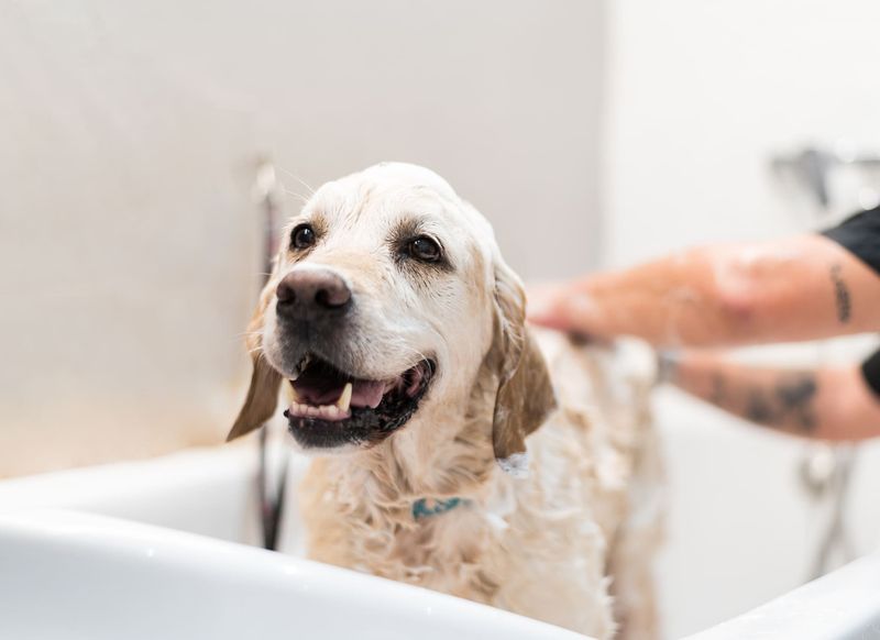 Using Human Shampoo