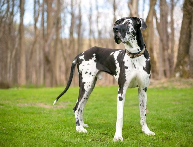 Great Danes: Gentle Giants with Tender Devotion