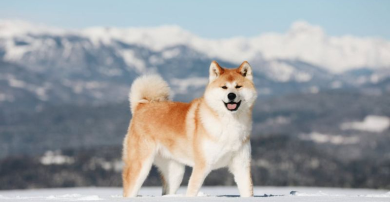 Avoid These 12 Dog Breeds If You’re a First-Time Owner