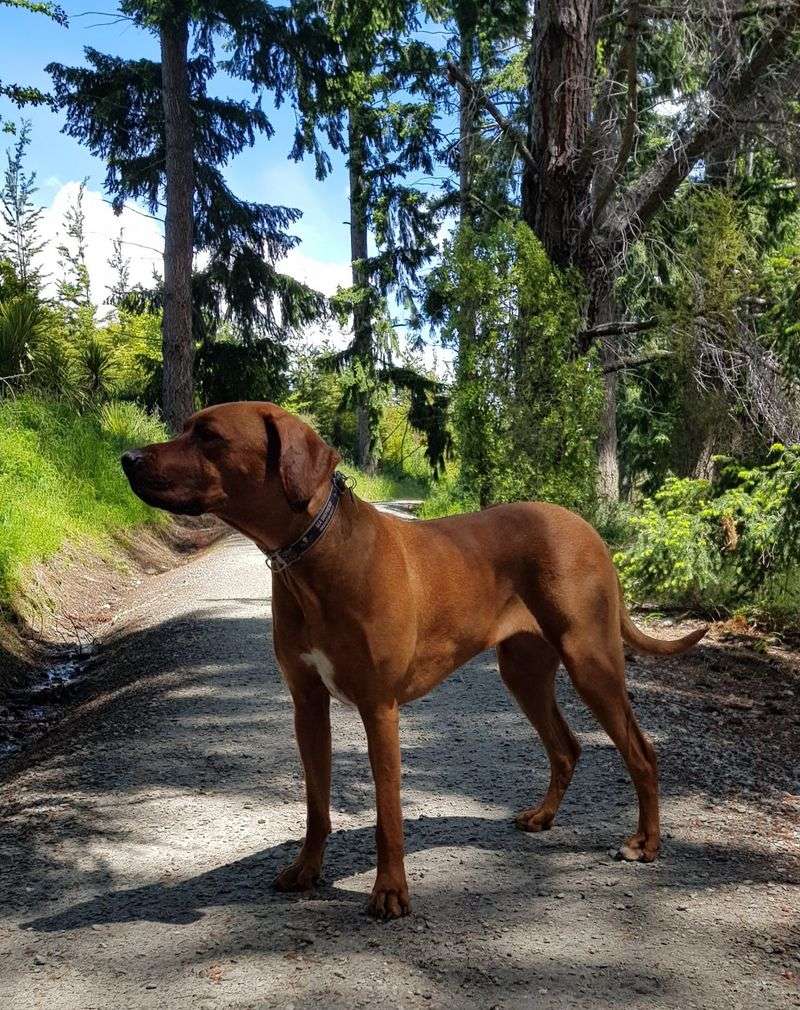 Rhodesian Ridgeback