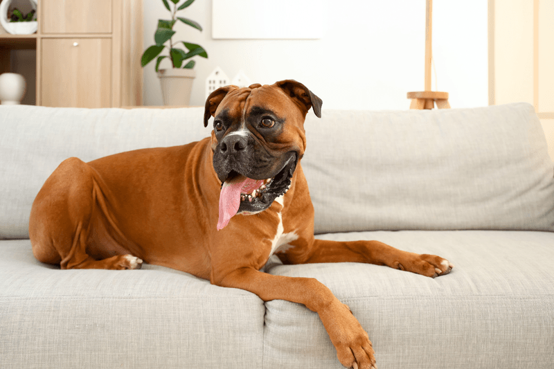 Boxer: The Playful Entertainer