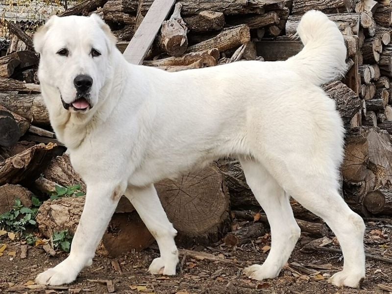 Central Asian Shepherd Dog (Alabai)