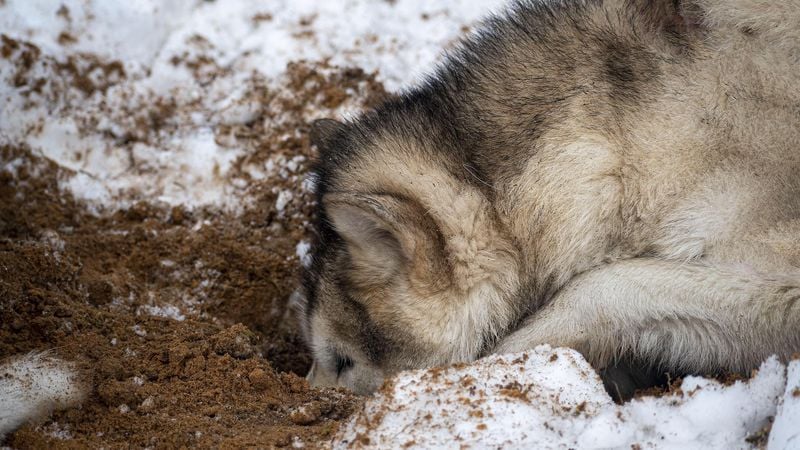 Alaskan Malamute