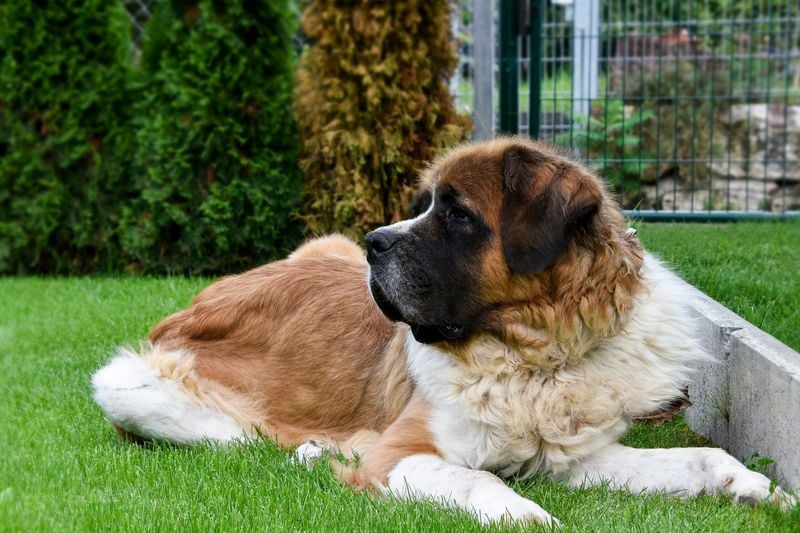 Saint Bernard: Rescue Heroes with Limited Years