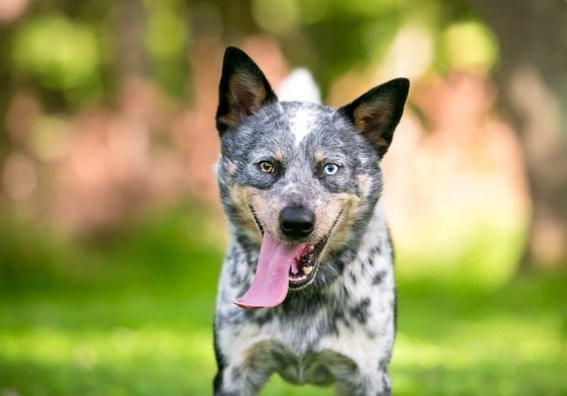 Australian Cattle Dog (Blue Heeler)