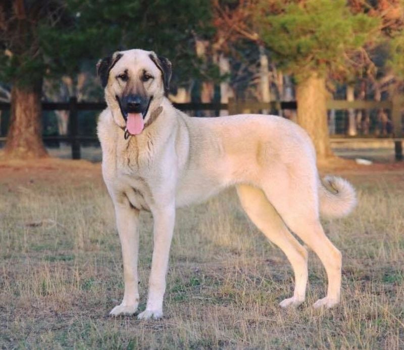 Anatolian Shepherd