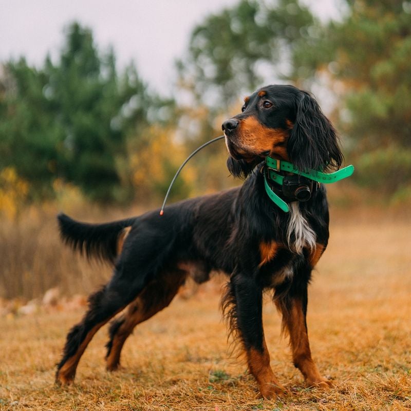 Gordon Setter's Oily Coat Odor