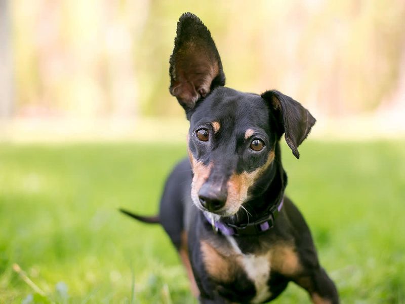 Tilting One Ear