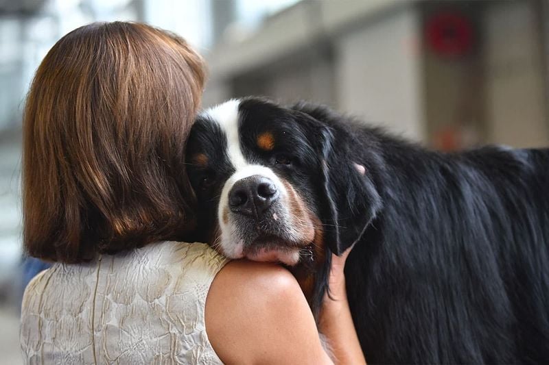 Bernese Mountain Dog: The Soulful Mountain Healer