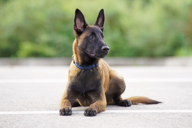 Belgian Malinois: The Silent Working Professional