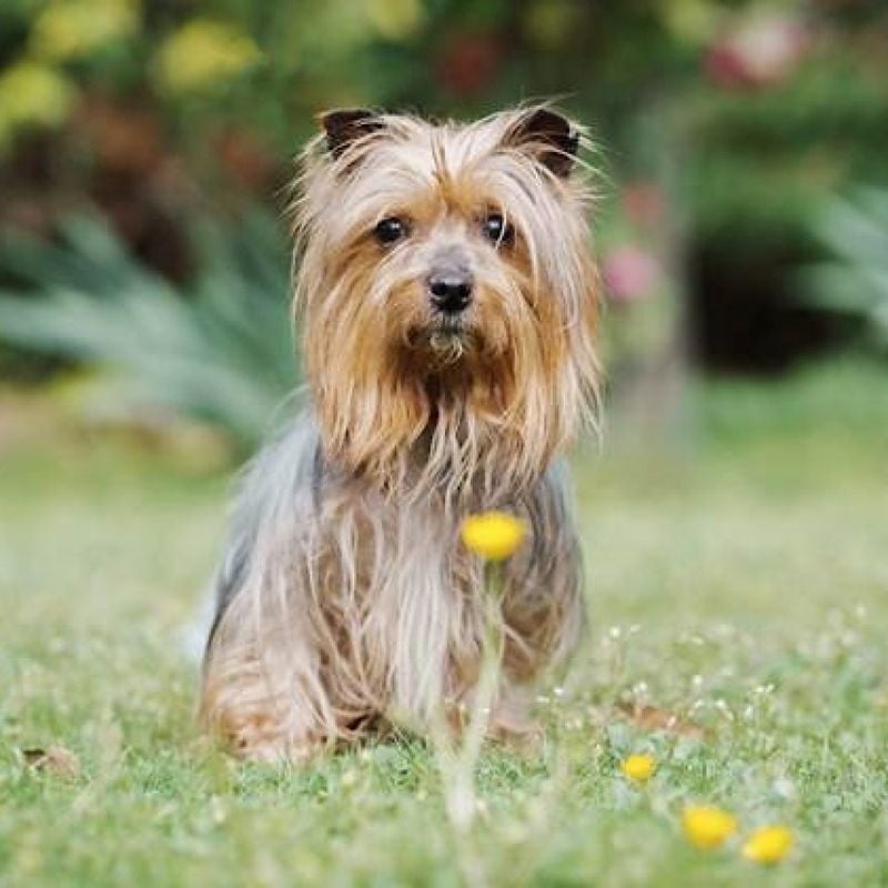 Yorkshire Terrier: The Glamorous Pocket Rocket